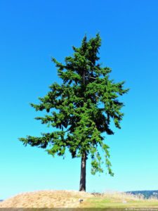 115º US Open, selección miércoles