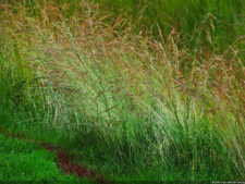 116º US Open selección viernes