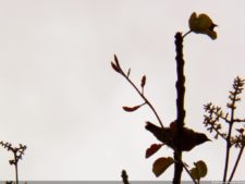 Cierre XXXI Abierto de Venezuela