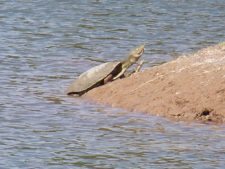 50º Torneo Abierto Jockey Club de Rosario (día 1)