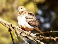 50º Torneo Abierto Jockey Club de Rosario (día 1)