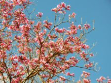 50º Torneo Abierto Jockey Club de Rosario (día 1)