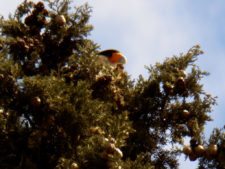 50º Torneo Abierto Jockey Club de Rosario (día 1)