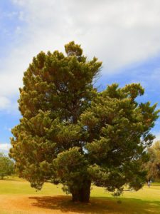 50º Torneo Abierto Jockey Club de Rosario (día 1)