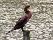 50º Torneo Abierto Jockey Club de Rosario (día 3)
