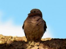 50º Torneo Abierto Jockey Club de Rosario (día 4)