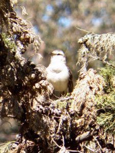 50º Torneo Abierto Jockey Club de Rosario (día 4)