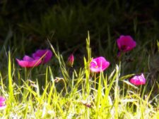 50º Torneo Abierto Jockey Club de Rosario (día 4)