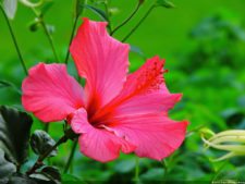 68º Avianca Colombia Open, 3er día