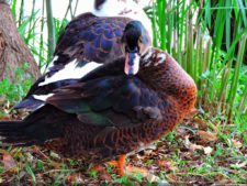 68º Avianca Colombia Open, 3er día