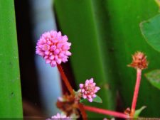 68º Avianca Colombia Open, 3er día