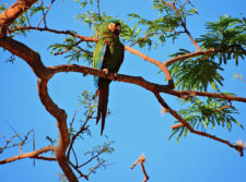 A la sombra del Ávila