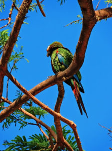 A la sombra del Ávila