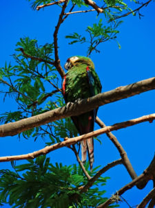 A la sombra del Ávila