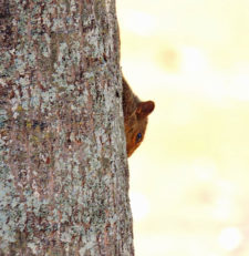 A la sombra del Ávila