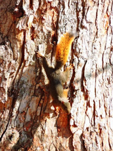 A la sombra del Ávila