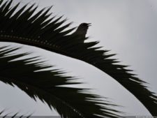 Abierto Valle Arriba Golf Club Copa Investors Trust