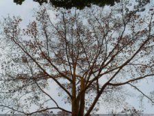 Amanecer en Izcaragua