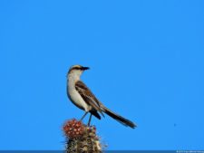 Antesala 1er Sambil Curaçao Open