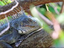 Antesala 1er Sambil Curaçao Open