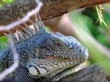 Antesala 1er Sambil Curaçao Open