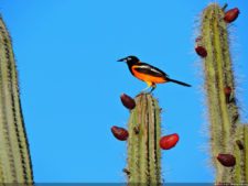 Antesala 1er Sambil Curaçao Open