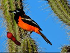 Antesala 1er Sambil Curaçao Open