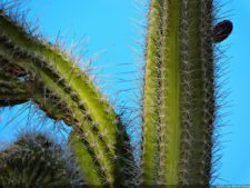 Antesala 1er Sambil Curaçao Open