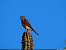 Antesala 1er Sambil Curaçao Open