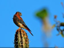 Antesala 1er Sambil Curaçao Open