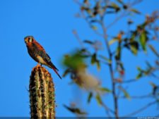 Antesala 1er Sambil Curaçao Open