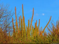 Antesala 1er Sambil Curaçao Open