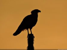 Antesala 1er Sambil Curaçao Open