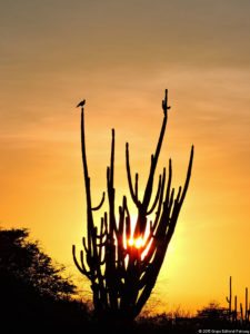 Antesala 1er Sambil Curaçao Open