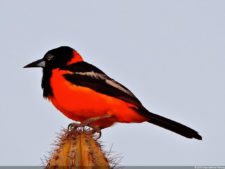 Antesala 1er Sambil Curaçao Open