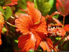 VI Campeonato Nacional Infantil (día 2)