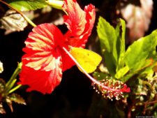 VI Campeonato Nacional Infantil (día 2)