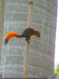 VI Campeonato Nacional Infantil (día 2)