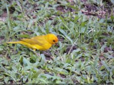 VI Campeonato Nacional Infantil (día 2)