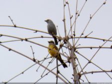 VI Campeonato Nacional Infantil (día 2)