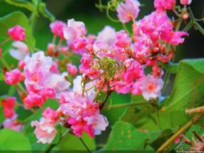 VI Campeonato Nacional Infantil (día 2)