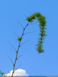 VI Campeonato Nacional Infantil (día 2)