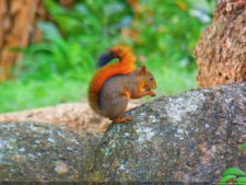 VI Campeonato Nacional Infantil (día 2)