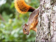 VI Campeonato Nacional Infantil (día 2)