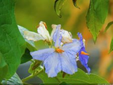 VI Campeonato Nacional Infantil (día 2)