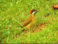 VI Campeonato Nacional Infantil (día 2)