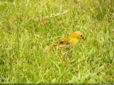 VI Campeonato Nacional Infantil (día 2)