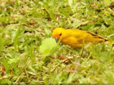 VI Campeonato Nacional Infantil (día 2)