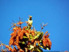 VI Campeonato Nacional Infantil (día 1)