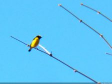 VI Campeonato Nacional Infantil (día 1)